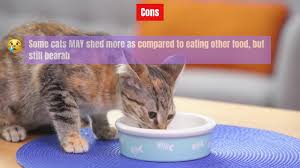 What to look for in cat food for diarrhea. Best Cat Food For Diarrhea A Careful Cat Owner S Guide Updated 2020 Meowkai