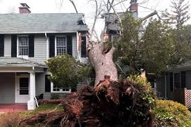 Emergency Tree Services