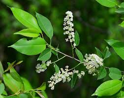 Image result for Prunus serotina