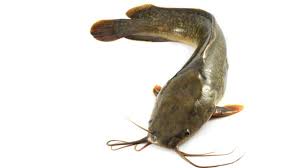 Check spelling or type a new query. Bintik Putih Di Daging Ikan Lele Bolehkah Dimakan