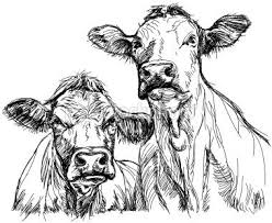 Two Cows Hand Draw Sketch Cow Drawing Cow Sketch Cow Illustration