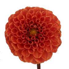 Copper penny flowers | we are a full service florist in concord, ma. Copper Penny Dahlia Flower Fiftyflowers Com