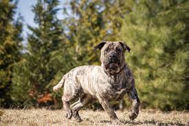 The history of its origins is complex, and can be traced to ancient times. Kampfhunde Rassen Erziehungstipps Und Auflagen Zooplus Magazin