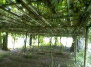 Tips dan cara menanam labu air agar cepat berbuah part 1. Bagaimanakah Cara Budidaya Labu Siam Dengan Baik Dan Benar