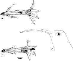 Image result for Sabicea