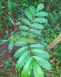 Image result for Fagaropsis