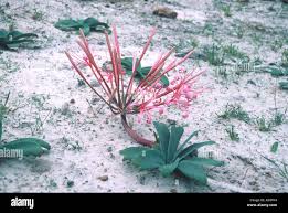 Image result for Ammocharis tinneana