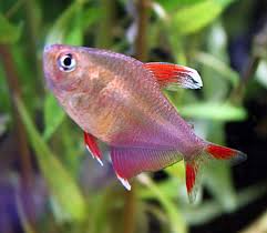 Image result for Tetradenia bainesii