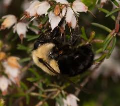 Image result for Impatiens sylvicola