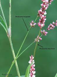 We did not find results for: Persicaria Longiseta Oriental Lady S Thumb Smartweed Go Botany