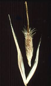Image result for Sorghastrum stipoides