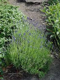 Image result for Lavandula