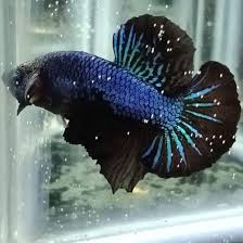 Cupang marble samurai (cupang marble dengan sisik naga/dragon parsial). Anugrah Cupang Pk Blue Samurai Facebook