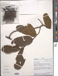 Image result for Monanthotaxis buchananii