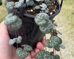 Image result for Ceropegia breviflora