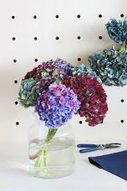 Monsieur Marguerite Vous Apprend A Faire Secher Des Hortensias Faire Secher Des Hortensias Hortensias Fleuriste En Ligne