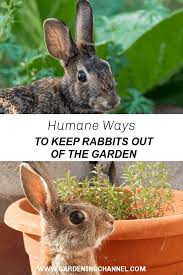 Rabbits are an invasive pest in many areas of the world. 4 Humane Ways To Keep Rabbits Out Of The Garden Gardening Channel