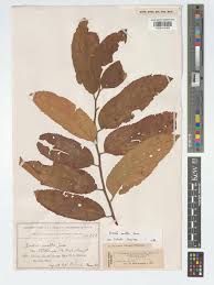 Image result for Grewia mollis