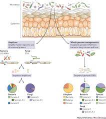 Check spelling or type a new query. The Human Skin Microbiome Nature Reviews Microbiology
