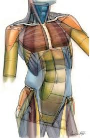 Animal anatomy for artists : Character Anatomy Torso