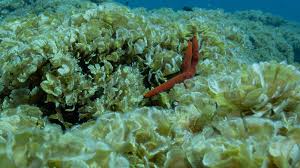 Image result for Satyrium schimperi