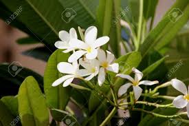 Daffodils are most commonly white, yellow, orange or multicolored. Plumeria Obtusa Singapore Graveyard Flower Evergreen Small Stock Photo Picture And Royalty Free Image Image 58153708