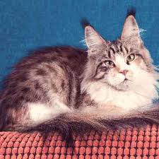 The Average Lifespan Of A Cat Breed By Breed Chart Petcarerx