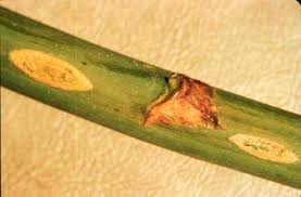 Image result for Asparagus nodulosus