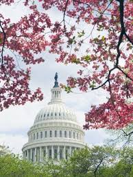 United States Capitol Dome In Washington D C And Flowering Spring Trees Photographic Print Tim Mcguire Allposters Com In 2020 Spring Tree Winter Scenery Photographic Print