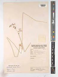 Image result for Fimbristylis aphylla