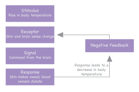 What are 5 examples of homeostasis. Homeostasis Ck 12 Foundation