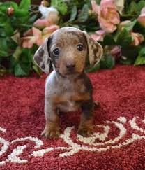 Find great deals on ebay for pomeranian puppy for sale. Mini Dachshund Puppies For Sale Black Tan Doxie Breeder Short Hair Pups Dachshund Puppies For Sale Daschund Puppies Dachshund Puppies
