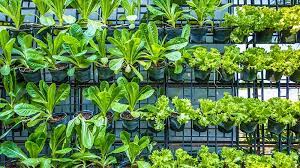 Maybe you would like to learn more about one of these? 13 Best Crops To Plant In Your Vertical Vegetable Garden