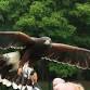 Birds of Prey Display event image