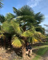 We did not find results for: Trachycarpus Fortunei Big Plant Nursery