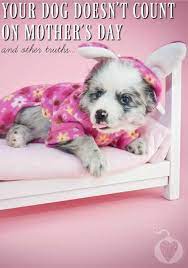 Get premium quality mugs at great prices! Your Dog Doesn T Count On Mother S Day And Other Truths