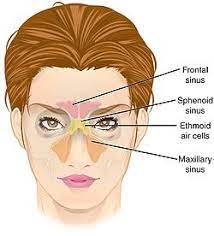 Ethmoid Sinus Wikipedia