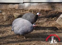 We did not find results for: The Rest Of The Story Hatching Guinea Hen Eggs