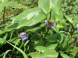 Image result for Monochoria africana