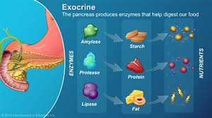 Elastase is an enzyme produced by... - Cerba Lancet Kenya | Facebook
