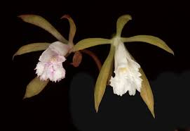 Image result for Nervilia crociformis