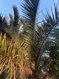 Image result for Raphia australis