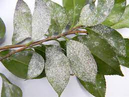 Check spelling or type a new query. Tea Scale American Camellia Society