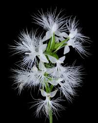 Image result for Habenaria