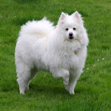 Find dog pictures of all kinds of dogs doing all kinds of things. Beautiful Dog Gallery Pour Android Telechargez L Apk