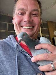 My mate got 6 racing pigeons free to good home pick up Hartlepool