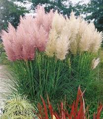 Pampasgras Kollektion Cortaderia Selloana Weiss Rosa 5ltr Topf Garten Garten Bepflanzen Garten Pflanzen
