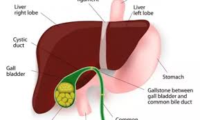 Empedu Pengertian Bagian Organ Proses Fungsi Dan Perawatannya Schoology Co Id Di 2020 Lemak Sistem Reproduksi Perawat