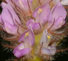 Image result for Uraria