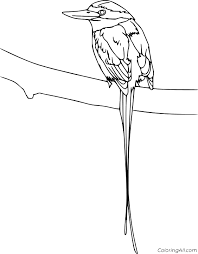 We have collected 40+ bird of paradise coloring page images of various designs for you to color. Bird Of Paradise Coloring Pages Coloringall